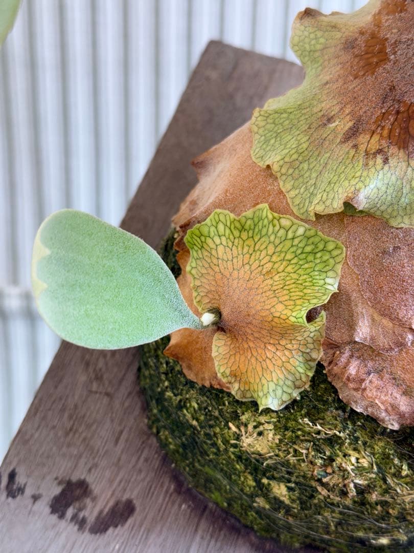 ビカクシダ Ginka 銀華 大株