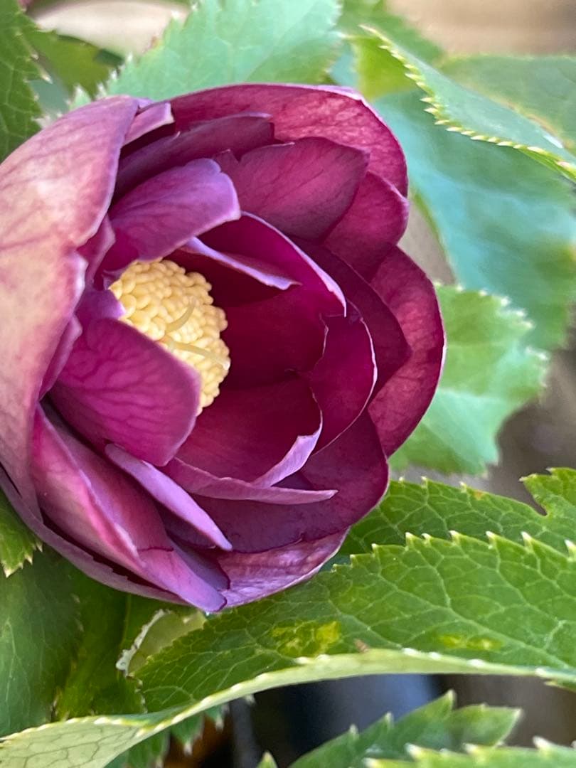 クリスマスローズ苗⭐️159 ダブル咲 フレグランス