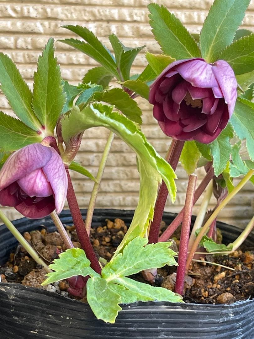 クリスマスローズ苗⭐️159 ダブル咲 フレグランス