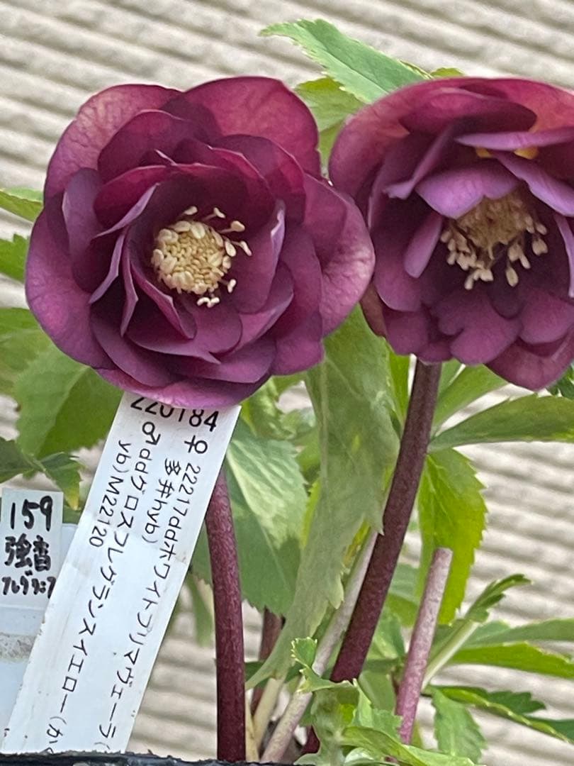 クリスマスローズ苗⭐️159 ダブル咲 フレグランス