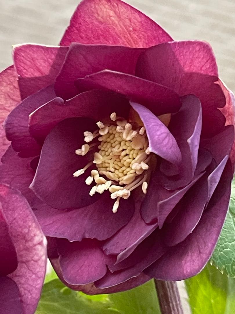 クリスマスローズ苗⭐️159 ダブル咲 フレグランス