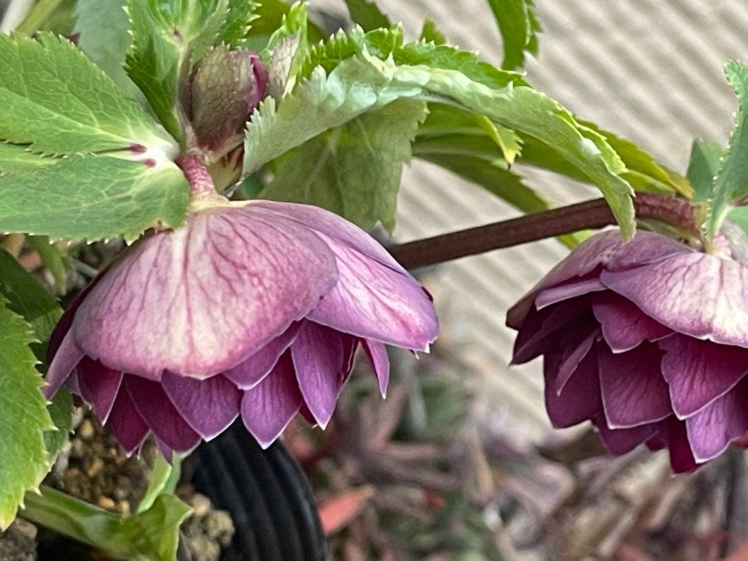 クリスマスローズ苗⭐️159 ダブル咲 フレグランス