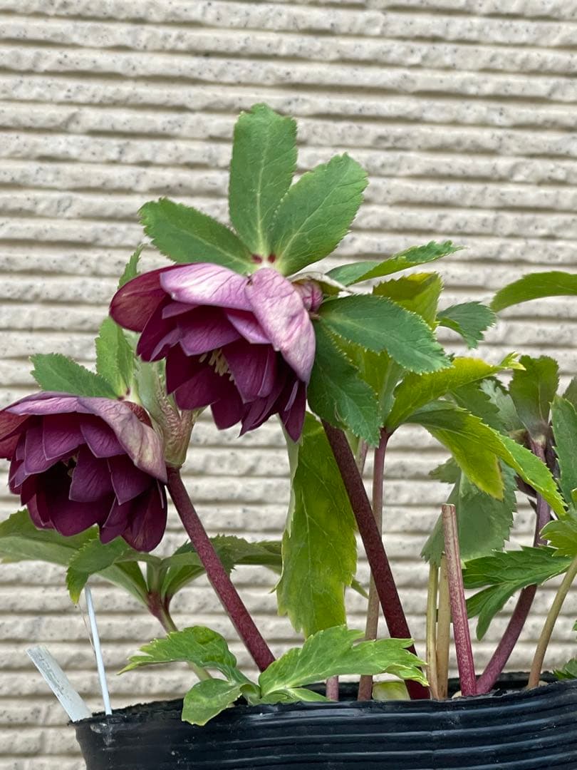 クリスマスローズ苗⭐️159 ダブル咲 フレグランス