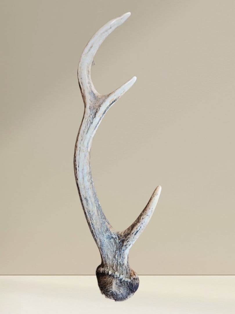 鹿の角 インテリア小物 自然な形状