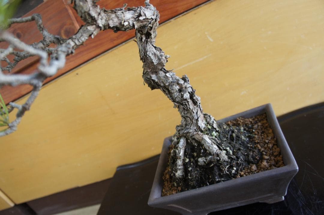 盆栽 『赤松』 インテリア 観葉植物 園芸 ガーデニング 送料無料 b200