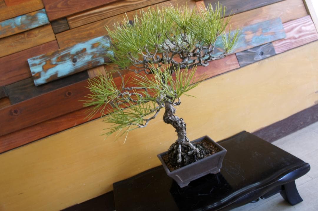 盆栽 『赤松』 インテリア 観葉植物 園芸 ガーデニング 送料無料 b200