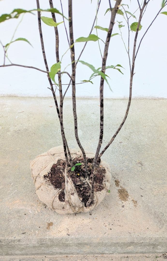 美形。山採りハイノキ。