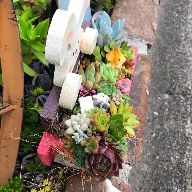 ★多肉植物　寄せ植え〜手作り木製　うさぎさん木箱〜★