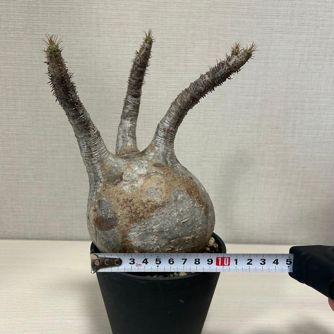 パキポディウム・グラキリス⑧発根済み　現地球