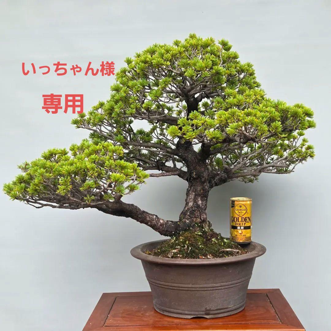 瑞祥　五葉松　(模様木)　大品盆栽