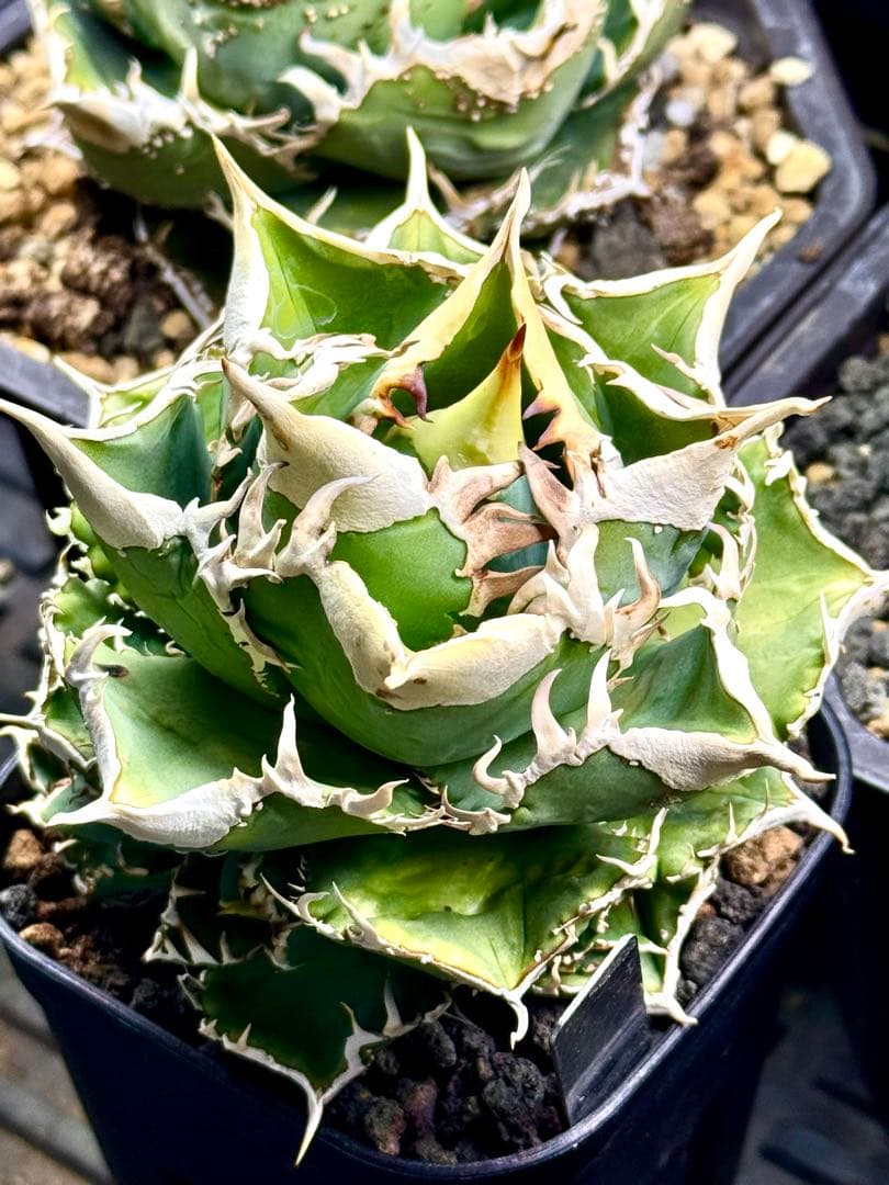 アガベ　CJ Special（ホオジロタイプ）