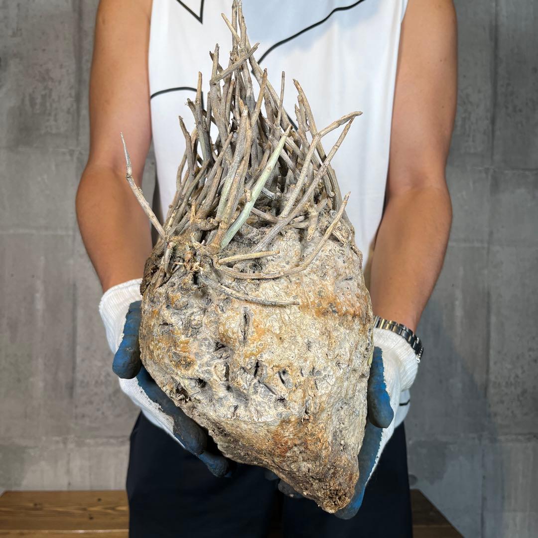 R*i様 33 激レア 超大株 アデニア ペチュエリー 現地球 鮮度抜群