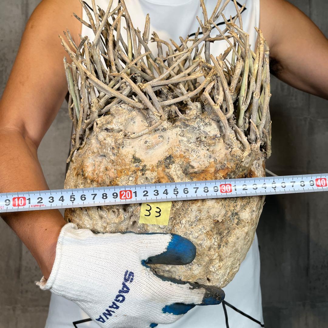 R*i様 33 激レア 超大株 アデニア ペチュエリー 現地球 鮮度抜群