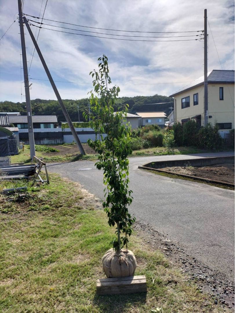 ソヨゴ メス