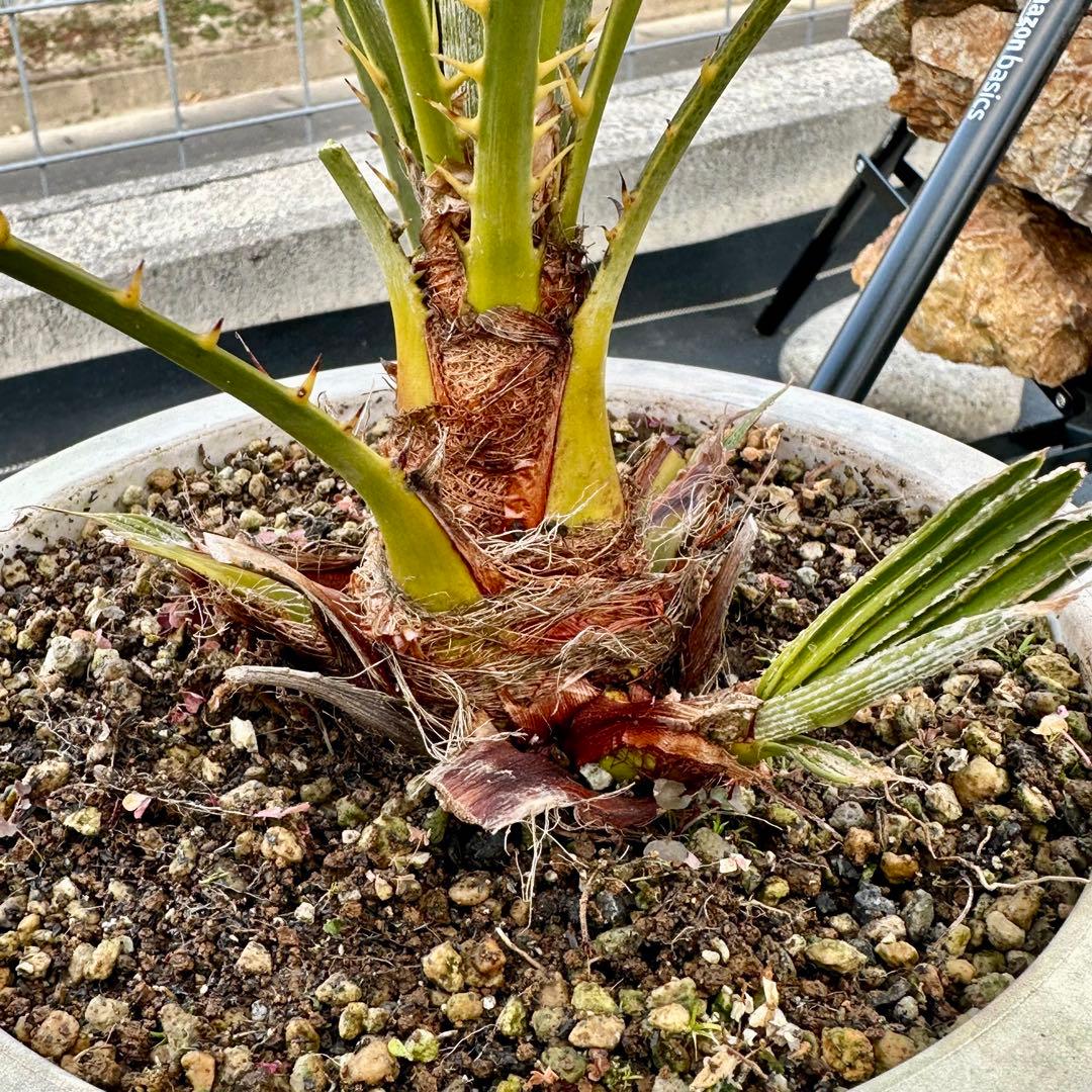 チャメロプス • フミリス 【樹高:約50㎝】Feb10