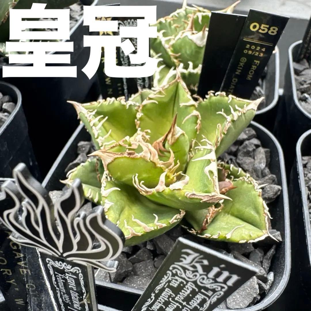 【有名趣味家血統】アガベ⭐︎チタノタ⭐︎皇冠⭐︎子株⭐︎台湾lize⭐︎タグ付き⭐︎