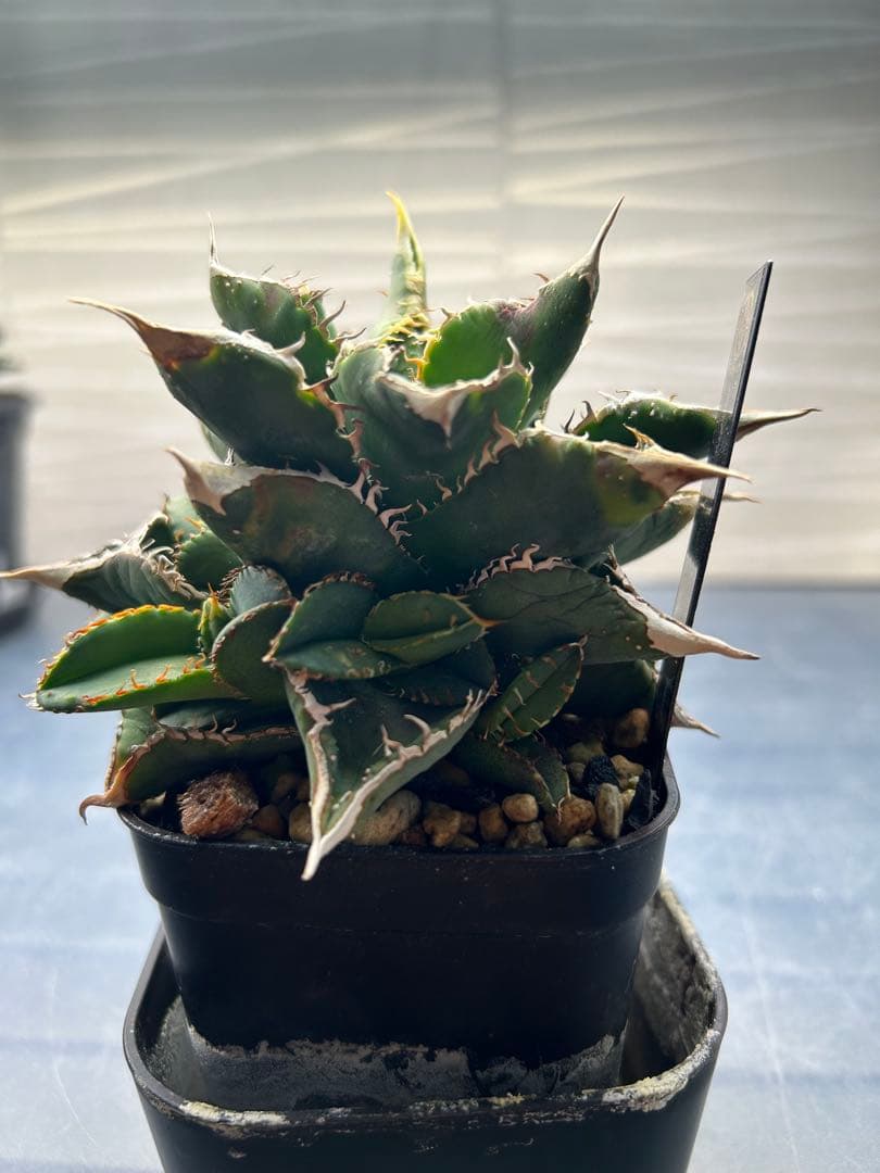 アガベ 鰐亀MOTHER　子株付き