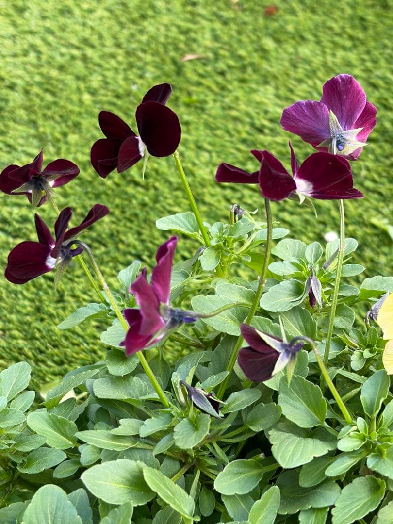 二株セットすみれ図鑑パルプンテ色変わりビオラ多花性花苗