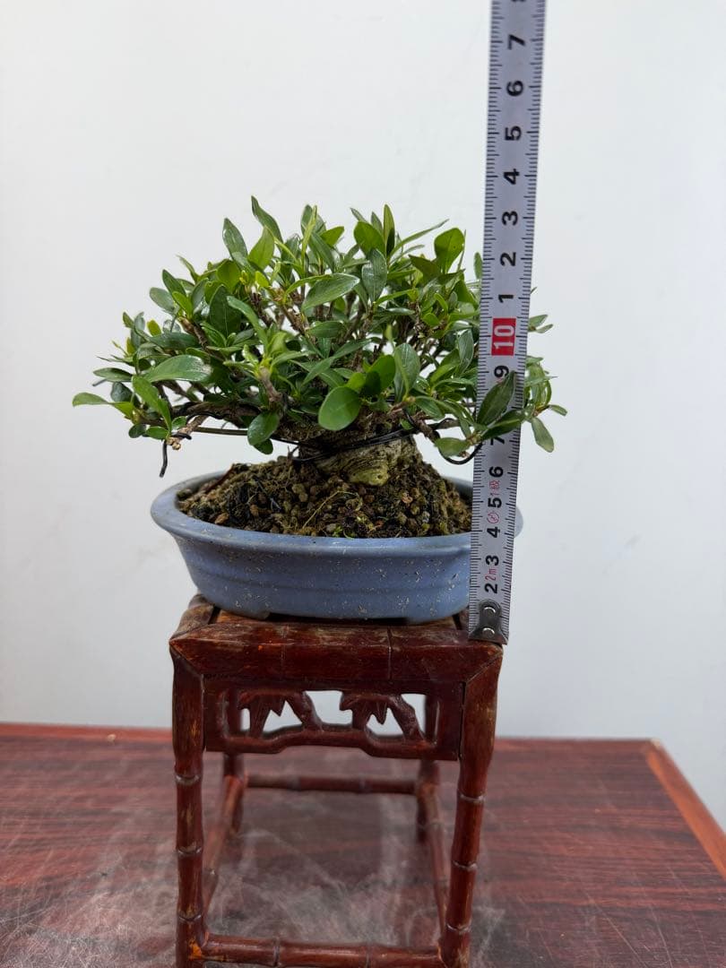 【ガチ盆栽】クチナシ　ミニサイズ　小品盆栽　太幹