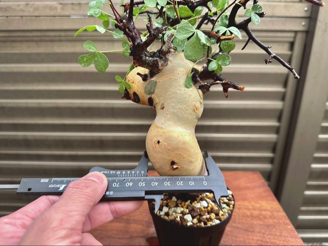 コミフォラピュア カタフ ソマリア産 コレクション