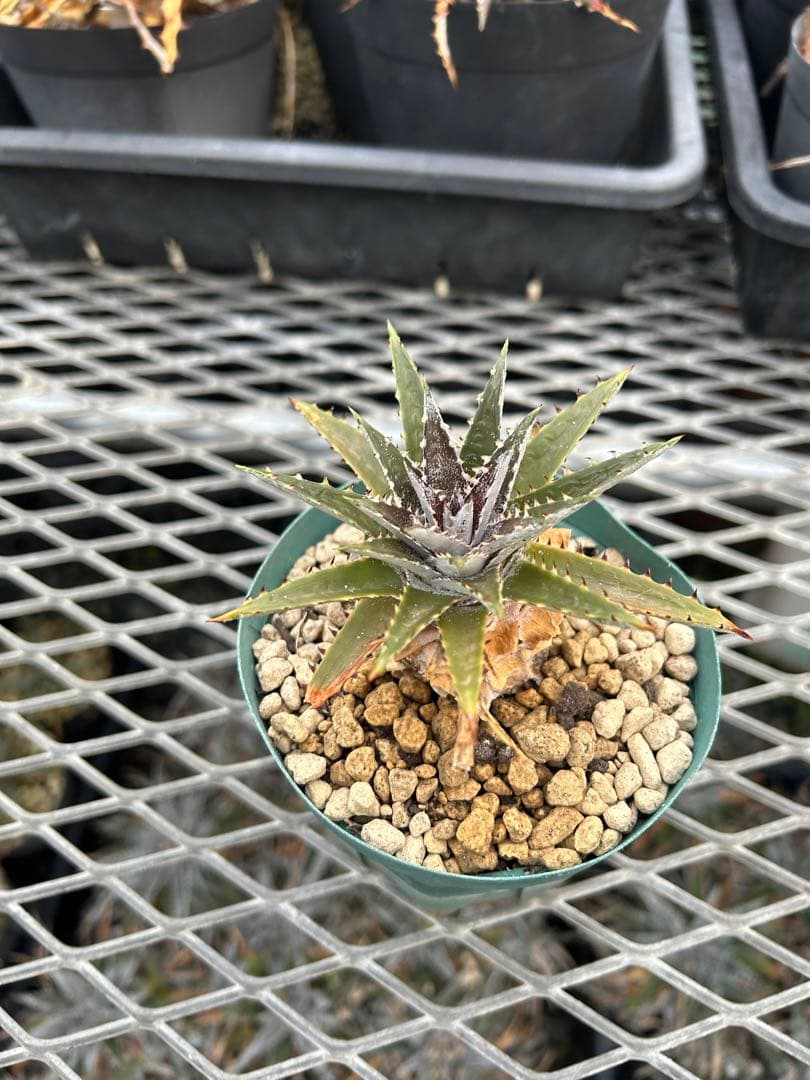 DBディッキア Dyckia Bill Baker hybrid #134