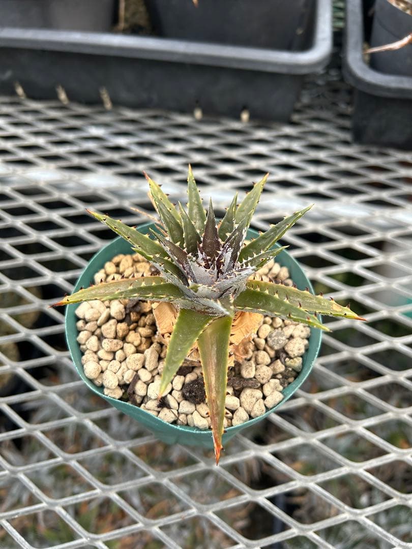 DBディッキア Dyckia Bill Baker hybrid #134