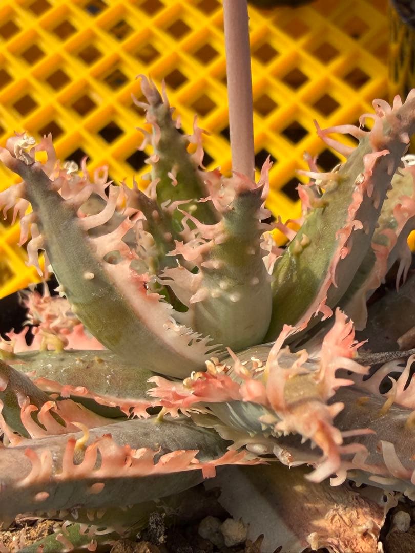 アロエ　ハイブリッド　Aloe hybrid 第四種　Fe−3