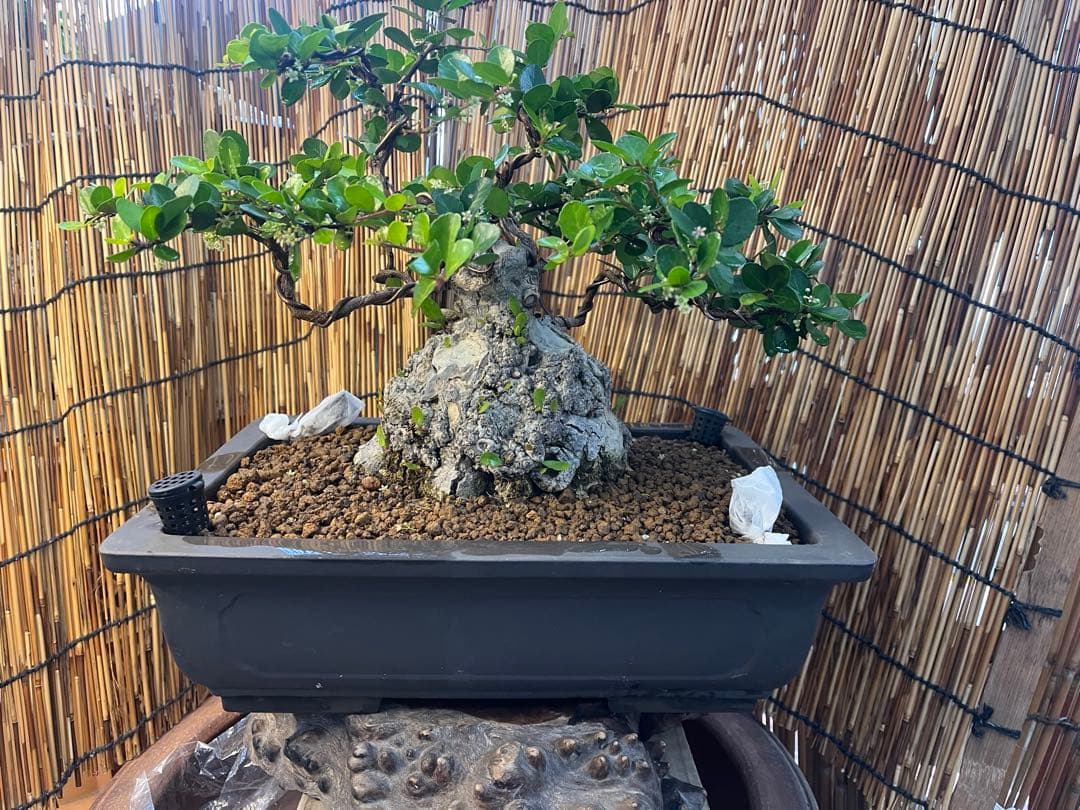 ✨✨✨オキナワハートツリー【ジブリの世界】検/ハリツリマサキ/美株品