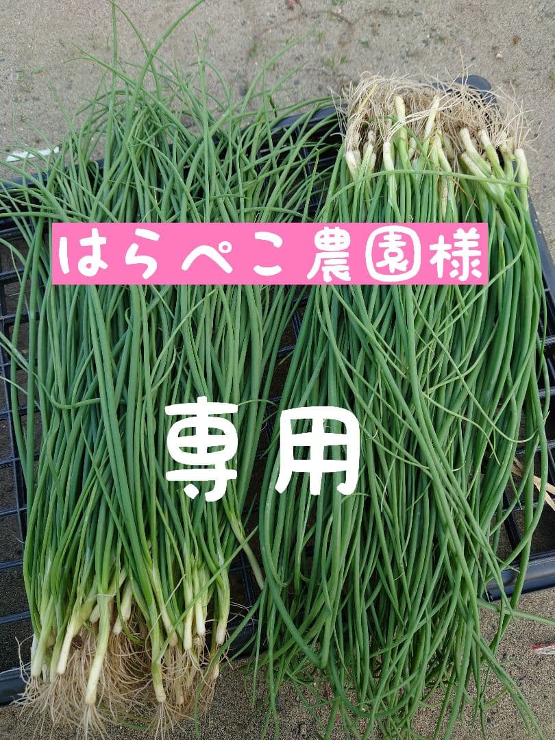 玉ねぎ苗【⭕️レッドグラマー1000本⭕️OK黄2000本⭕️】【野菜苗】