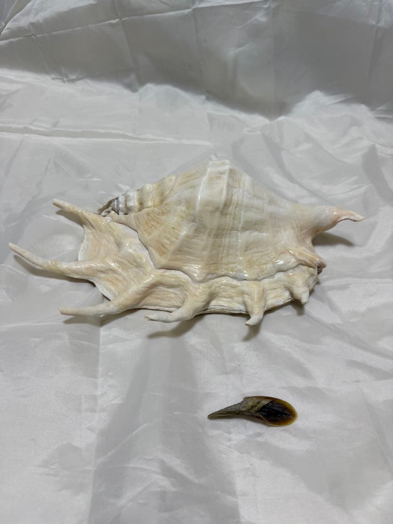 貝殻(沖縄の青い海の宝) ラクダガイ蓋付