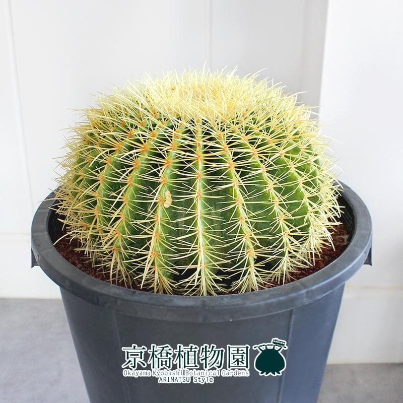 【現品】サボテン　金鯱（キンシャチ）　12号　黒鉢（2）