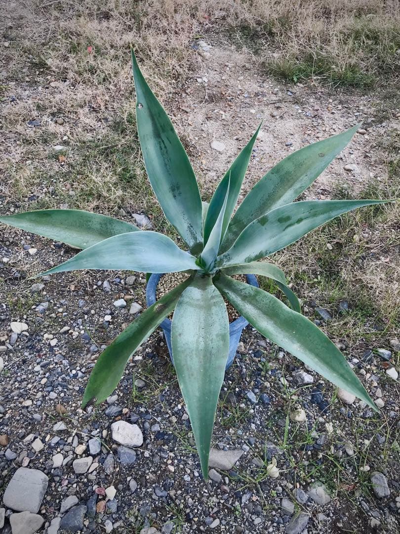 アガベ アテナータ ボーチンブルー　　大株