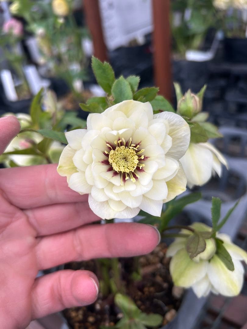 加藤農園 ホワイトフラッシュ クリスマスローズ