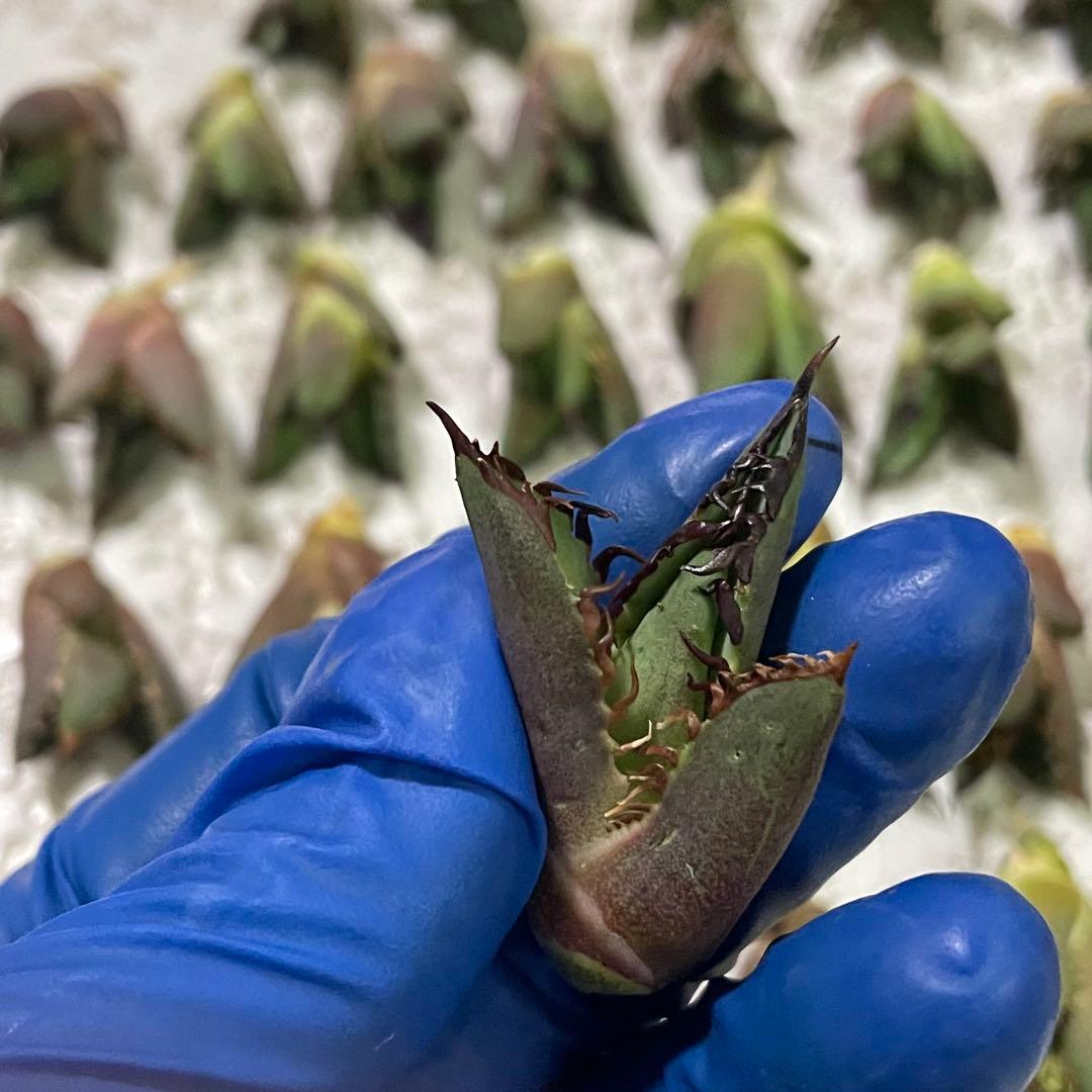 多肉植物アガベ チタノタ レッドキャットウィーズル 赤猫大子株 43株同梱