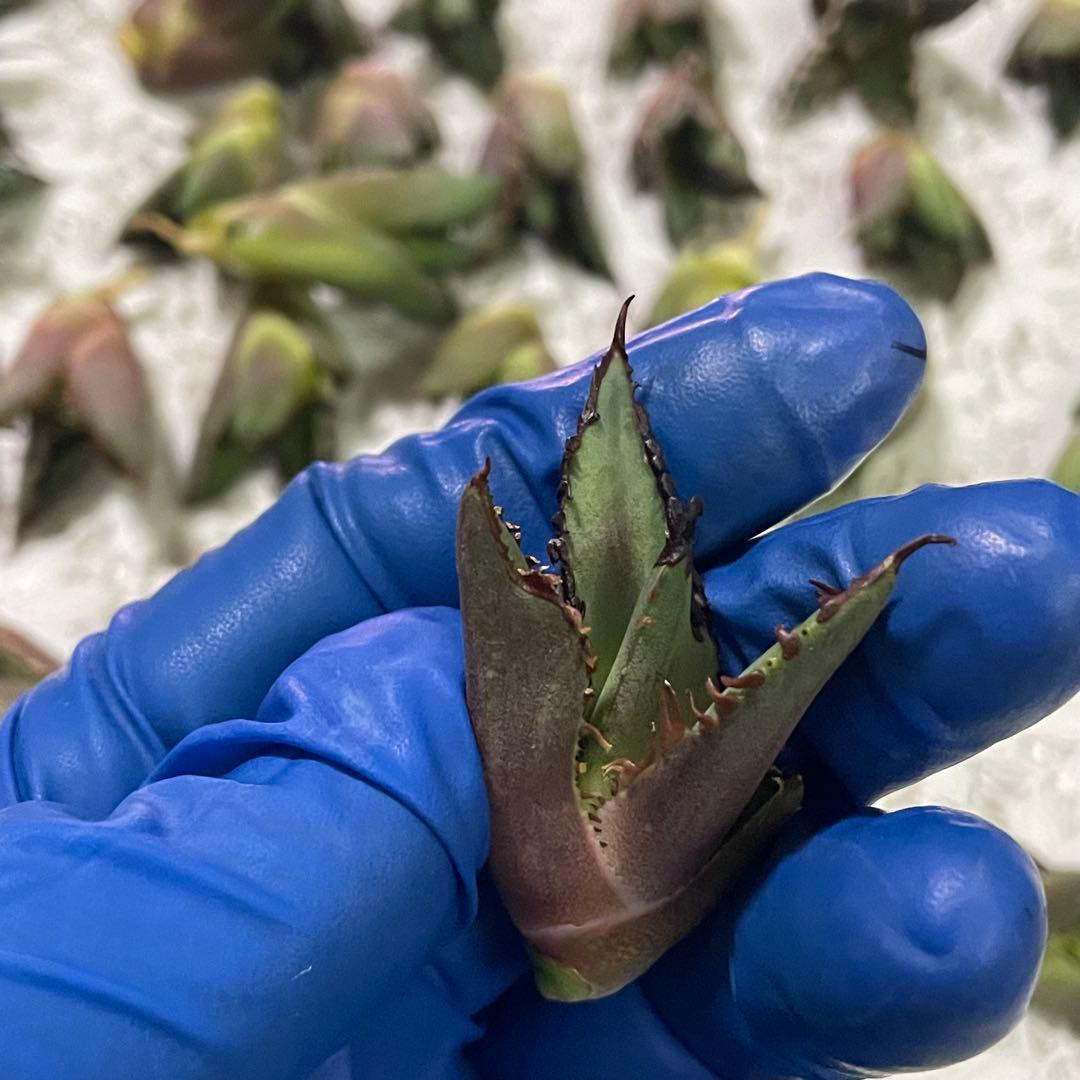 多肉植物アガベ チタノタ レッドキャットウィーズル 赤猫大子株 43株同梱