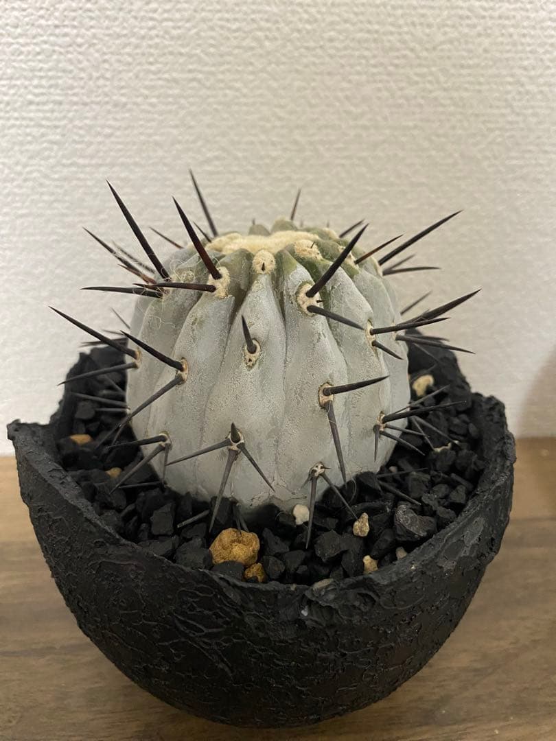 黒王丸　カキコ　コレクション株　厳選　真っ白　シネレア