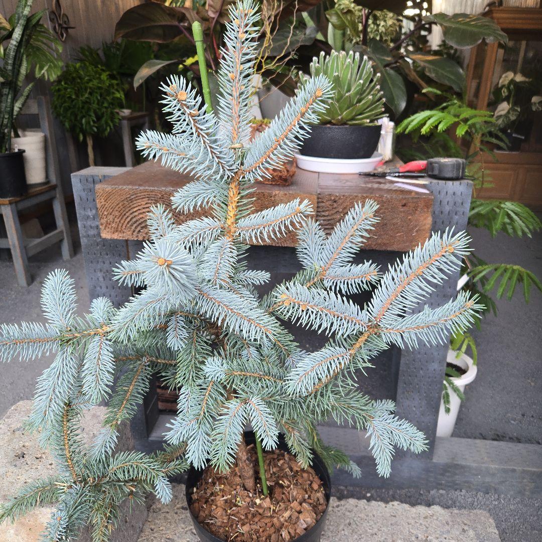 ③　ブンゲンス　トウヒ　ホプシー8号　最高等級極上品‼️