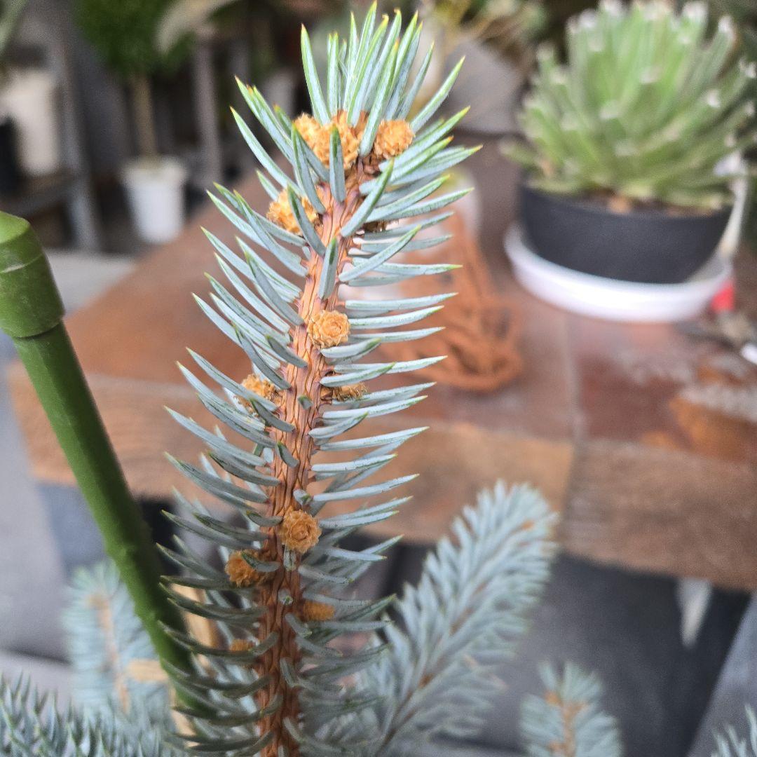 ③　ブンゲンス　トウヒ　ホプシー8号　最高等級極上品‼️