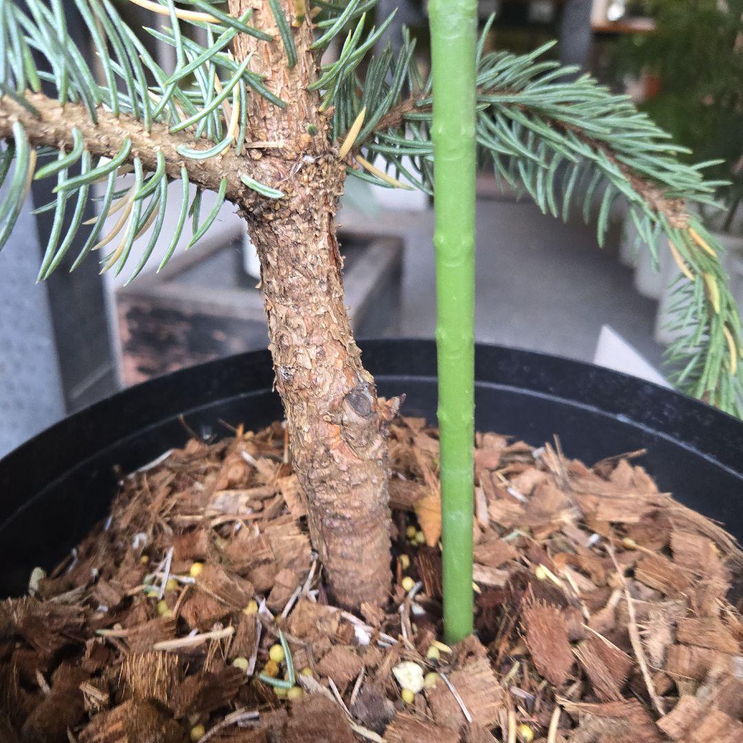 ③　ブンゲンス　トウヒ　ホプシー8号　最高等級極上品‼️