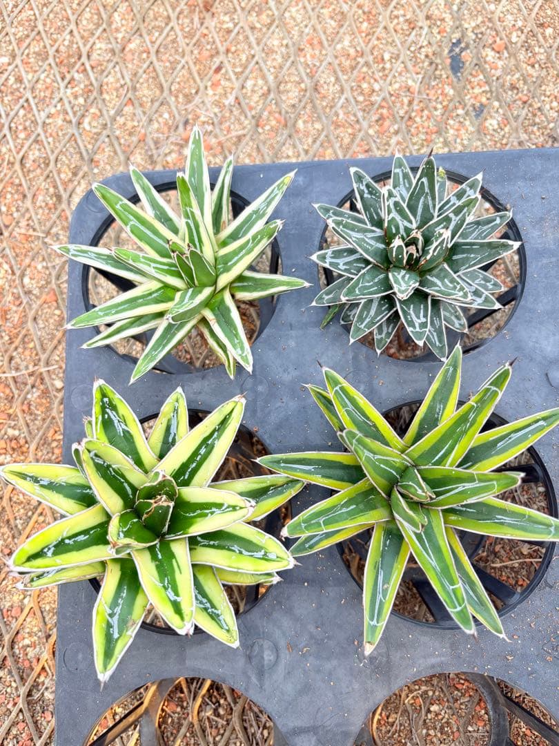 アガベ　笹の雪ロッキー 白山　、輝山　、姫笹の雪　セット　4株