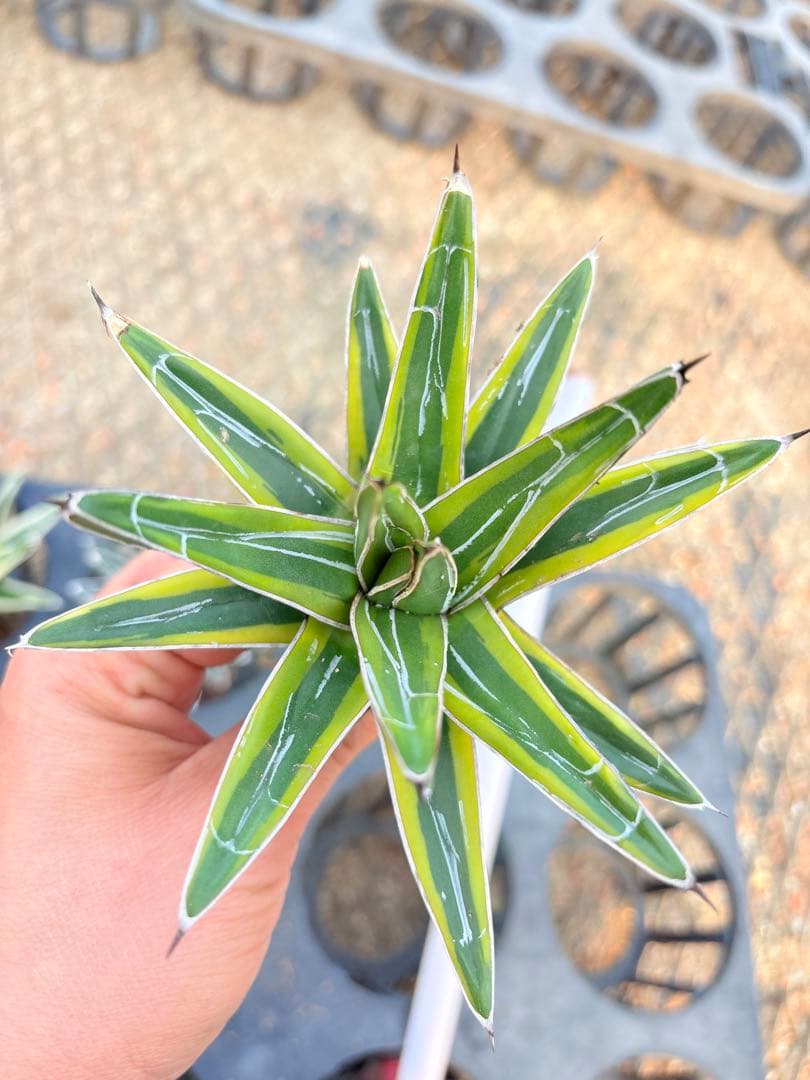 アガベ　笹の雪ロッキー 白山　、輝山　、姫笹の雪　セット　4株