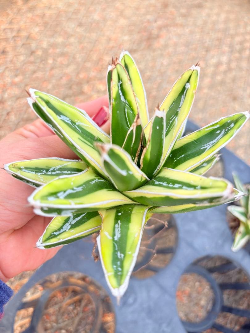 アガベ　笹の雪ロッキー 白山　、輝山　、姫笹の雪　セット　4株