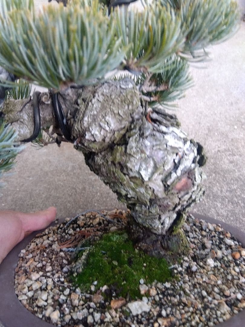 五葉松　盆栽　極太❗良樹形❗8号陶器鉢つき　③