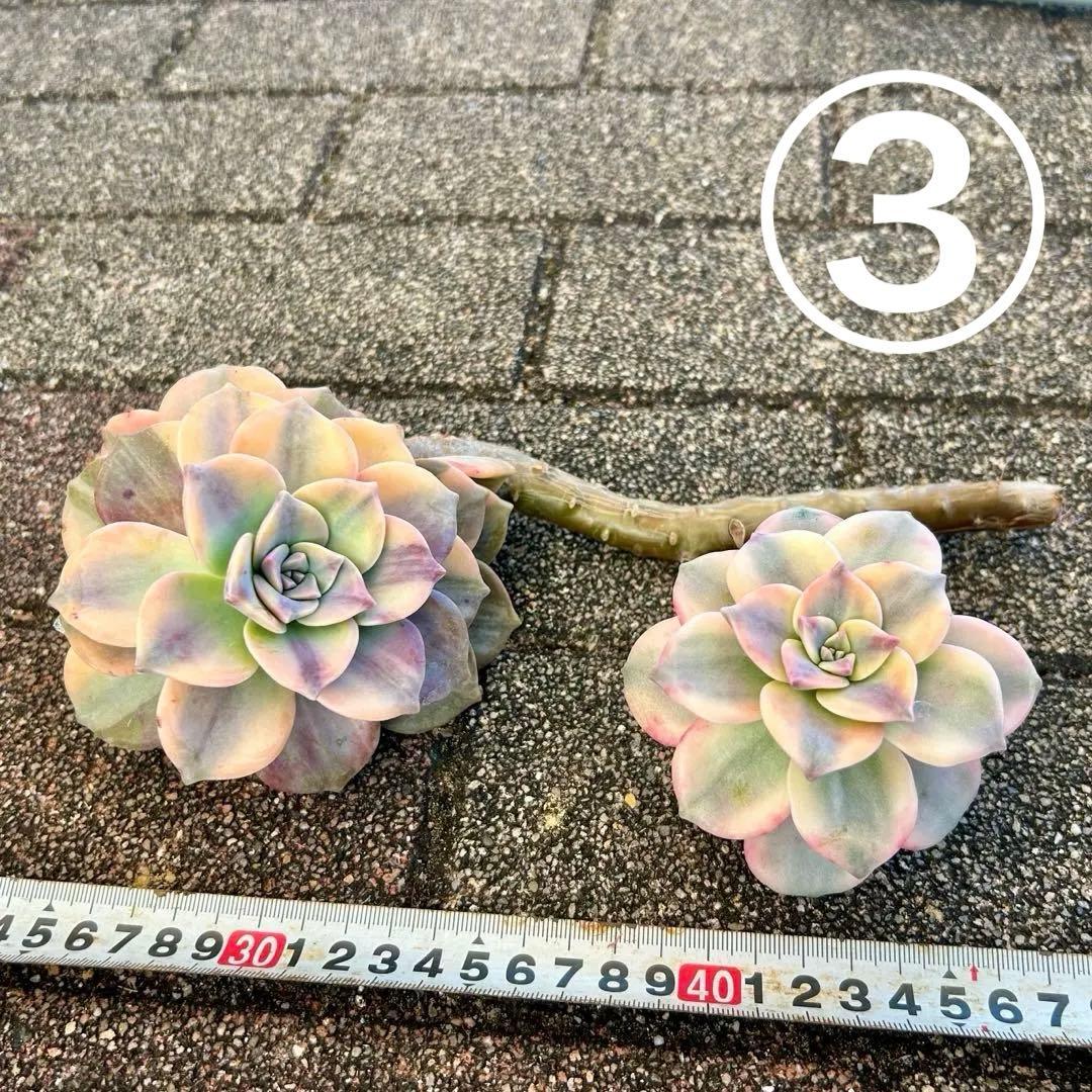 確認専用出品‼️エケベリア パープルディライト覆輪超完璧錦　超美苗