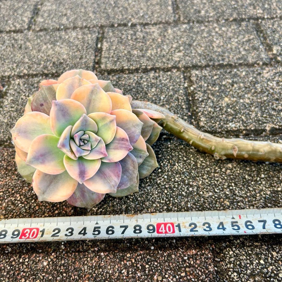 確認専用出品‼️エケベリア パープルディライト覆輪超完璧錦　超美苗