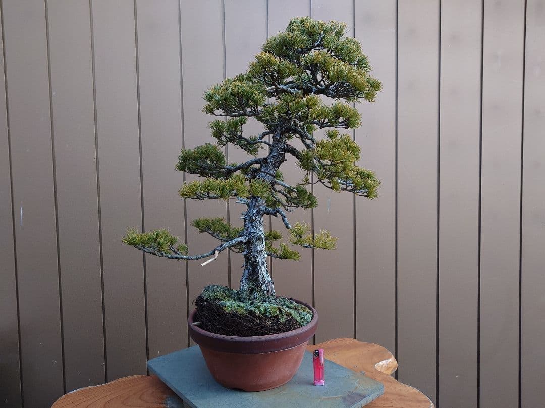 盆栽　五葉松　樹高67cm