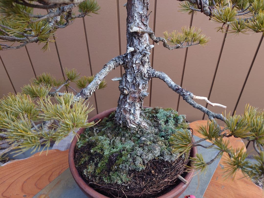 盆栽　五葉松　樹高67cm