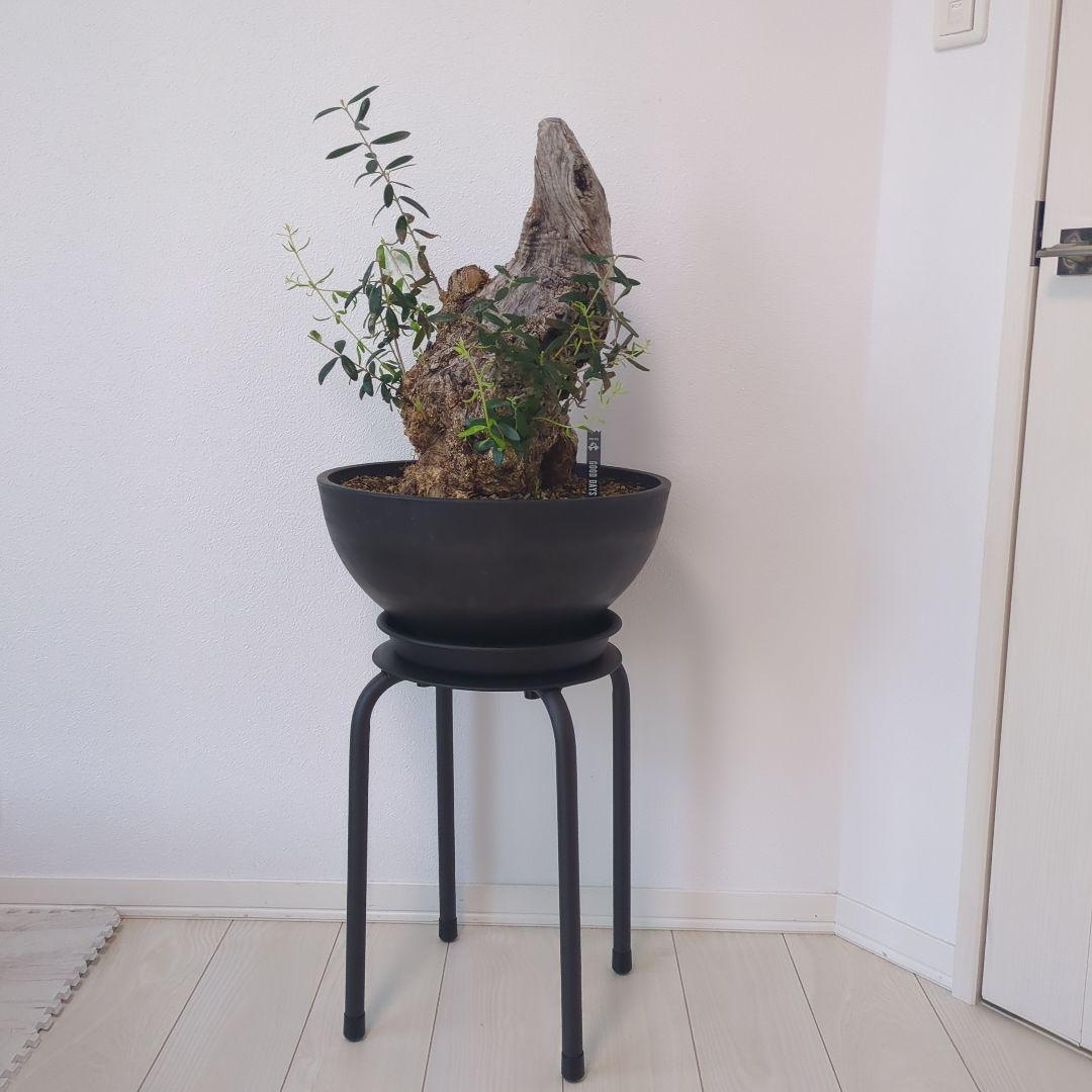 オリーブ 古木 old olive　盆栽