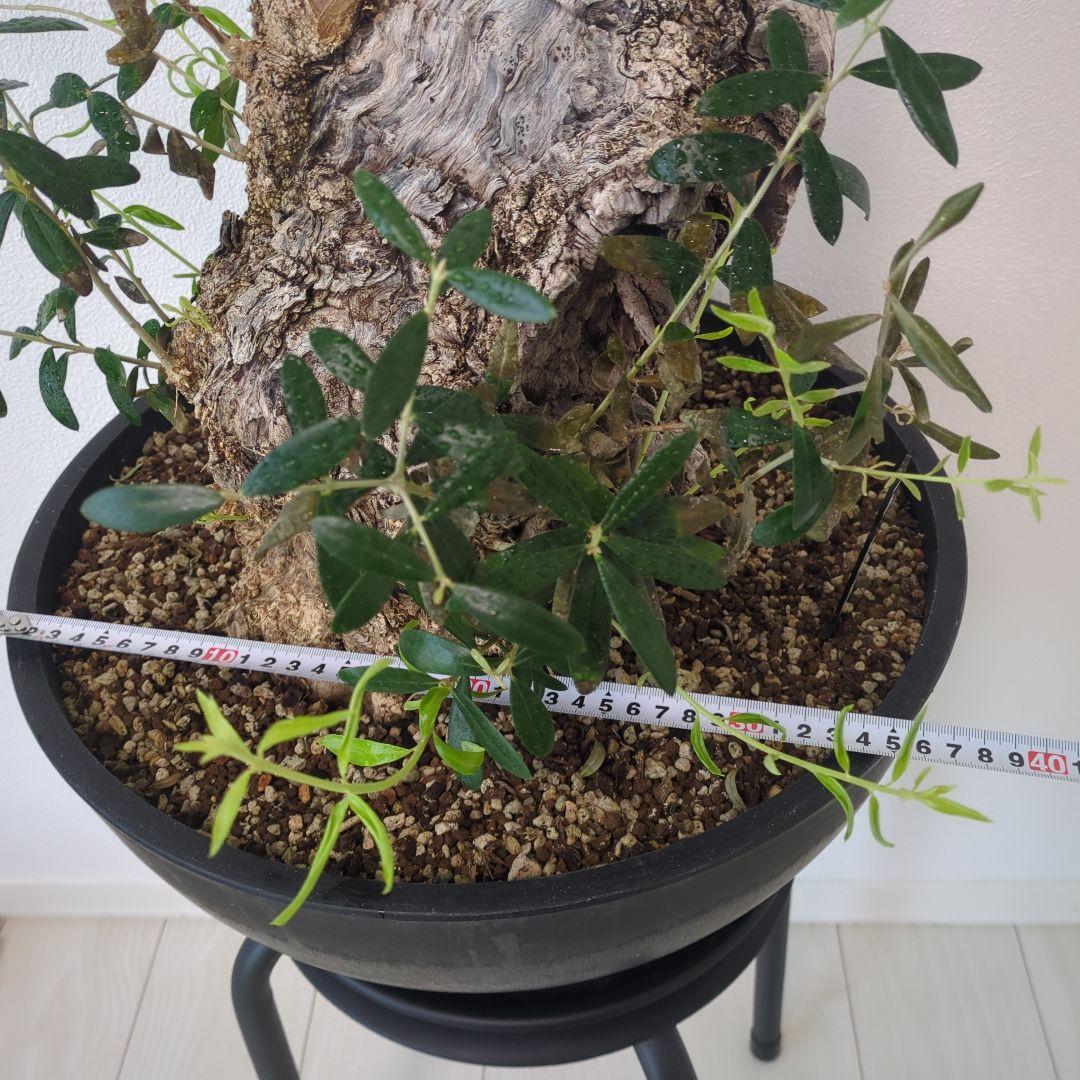 オリーブ 古木 old olive　盆栽