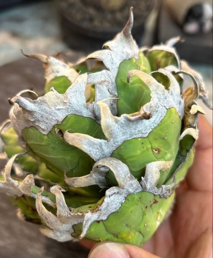 アガベ　オアハカ　オテロイ